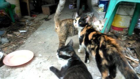 When a family of suffering cats gathers together