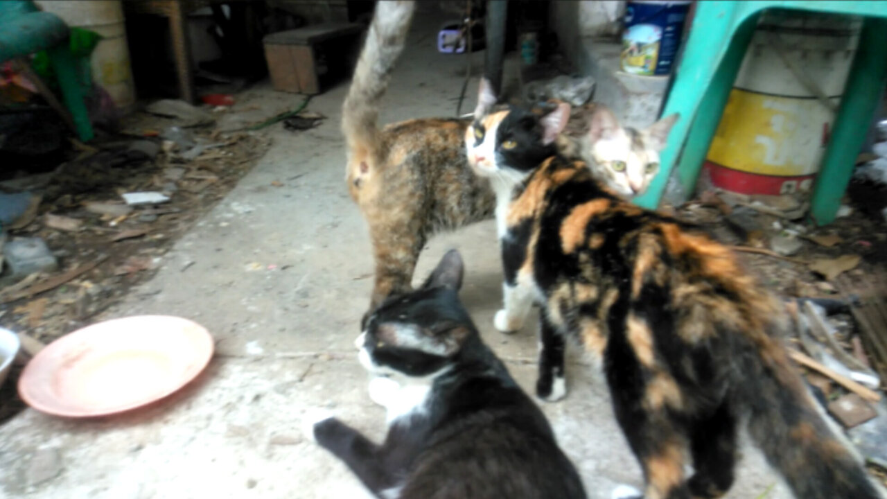 When a family of suffering cats gathers together