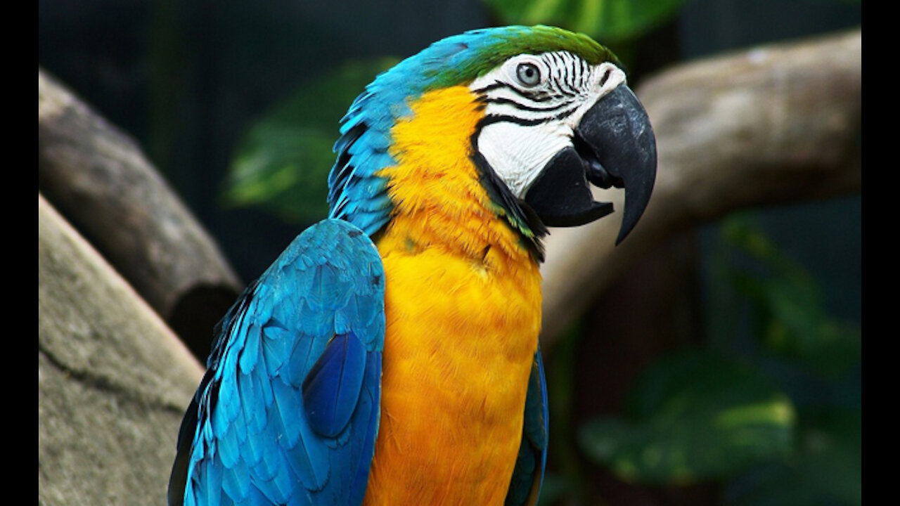 6 WAYS TO TEACH YOUR PARROT TO TALK! | PARROT TALK