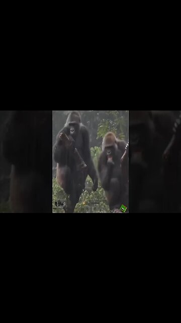 Welsh Gorilla Couple Argument - Voiceover - Deano Valley