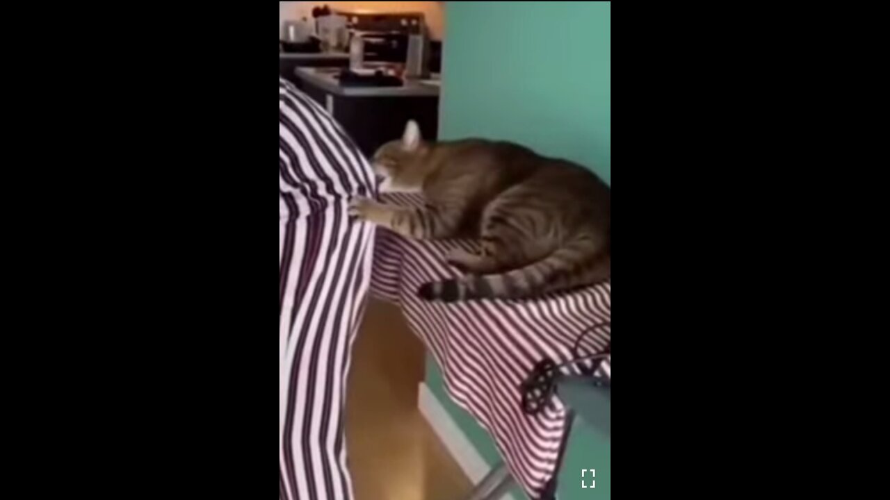 Cat tries to eat its owner's ASS🤣🤣