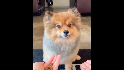 Cutest expression of Cutest dog | Funny Animal Videos