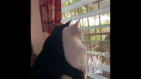 Black cat
