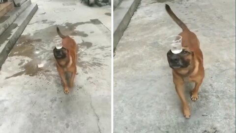 OMG !!! What A Balance 😱😱 how to learn your dog check discription 👇👇