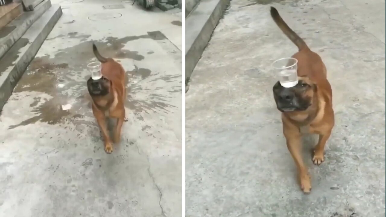 OMG !!! What A Balance 😱😱 how to learn your dog check discription 👇👇