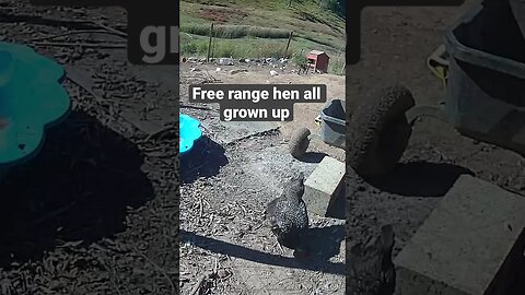 Farm surveillance. Sweet hen