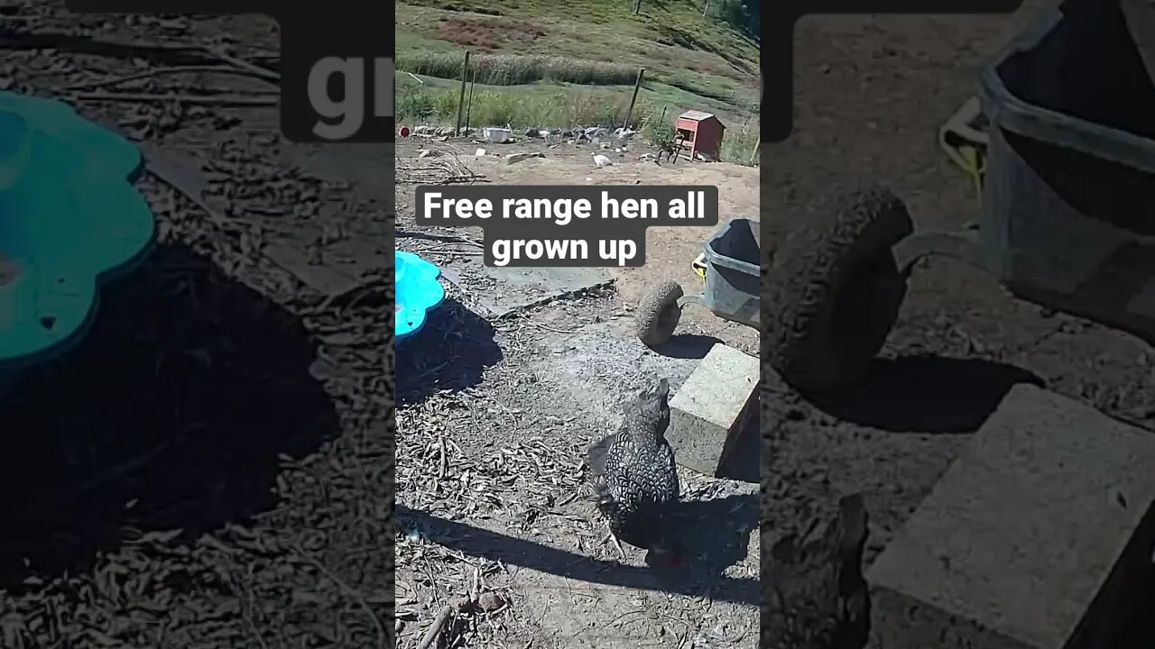Farm surveillance. Sweet hen
