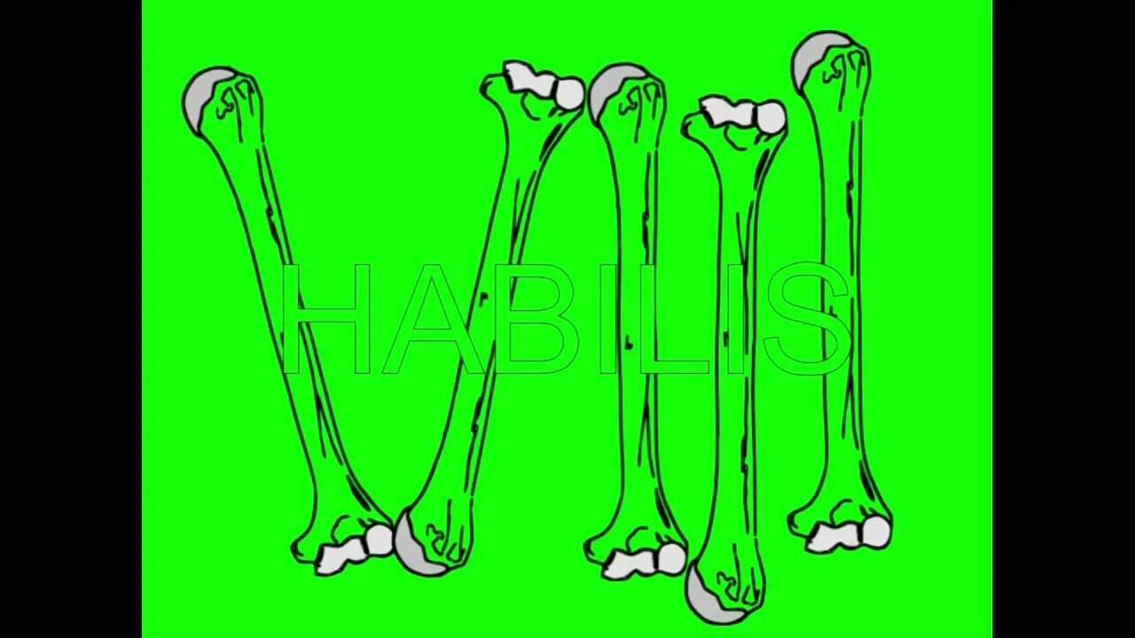 Pectoral Girdle (Right-Complete) x Habilis