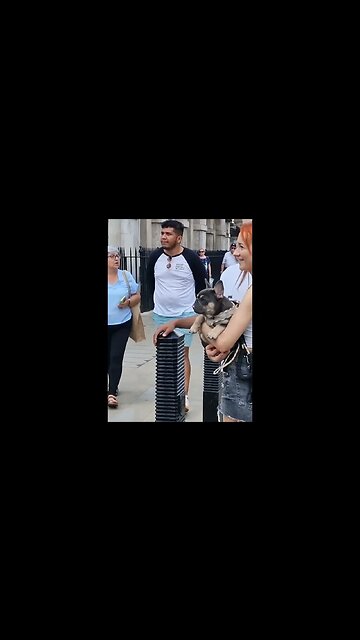 French bull dog so cut #horseguardsparade