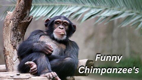 Funny , And Fascinating Chimpanzees