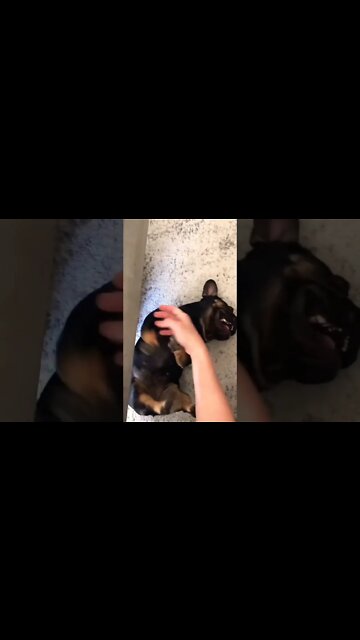 The Hehehehe 😁😁😁😁 #shorts #shortsfeed #clips #shortvideo