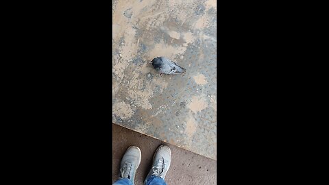 Pigeon