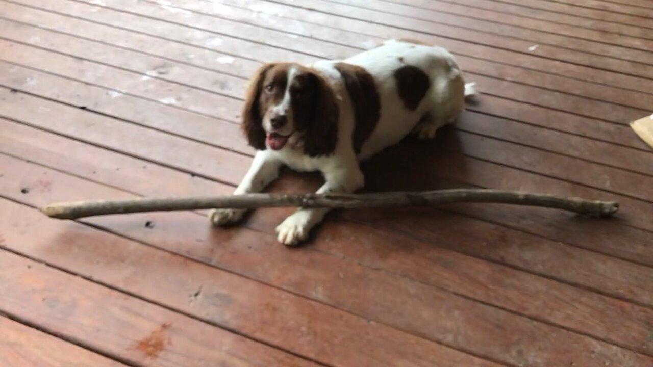 Dixie and her Stick