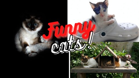 Amazing Funny Cats | Funny Cat Meme