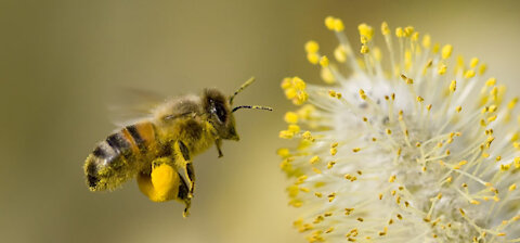 MOST ADORABLE FLOWER BEES VIDEO !!!