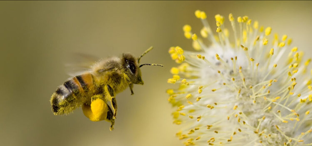 MOST ADORABLE FLOWER BEES VIDEO !!!