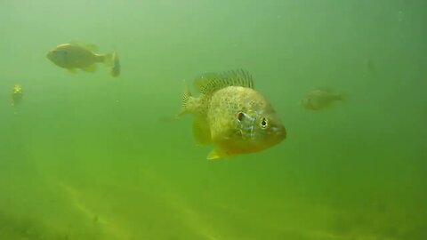 underwater camera in a small pond