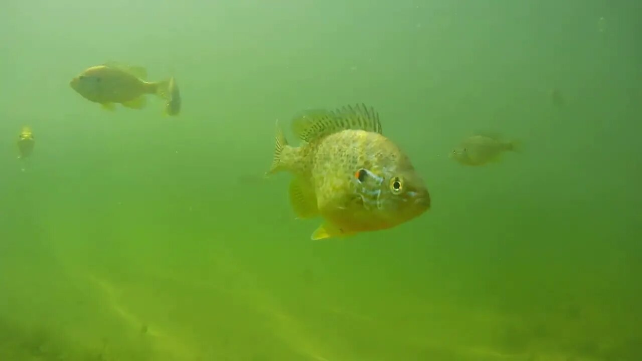 underwater camera in a small pond