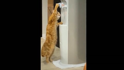 cat funny video 😂😂😂