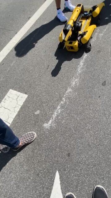 Robot dogs at a parade