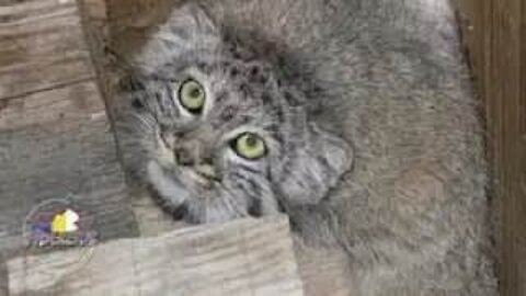 Cat Mya wandered into a dwelling with people