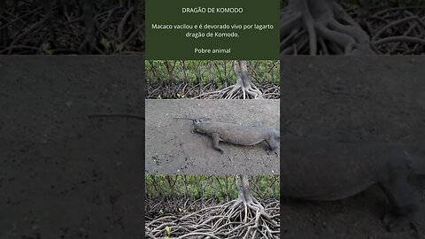 Dragão de Komodo come macaco vacilão vivo.