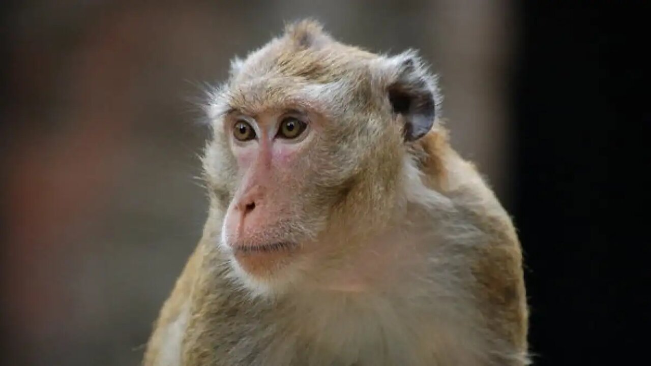 Hahaha! A monkey's funny reaction after fed up