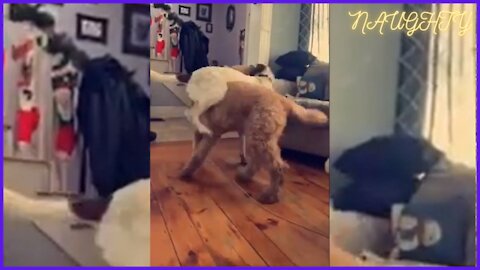 Dog besties hilariously chase each other in totally unique way sweet dog (2022)