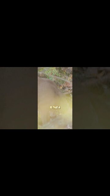 Here today, gone tomorrow!🦌#shorts #deer #deerhunting