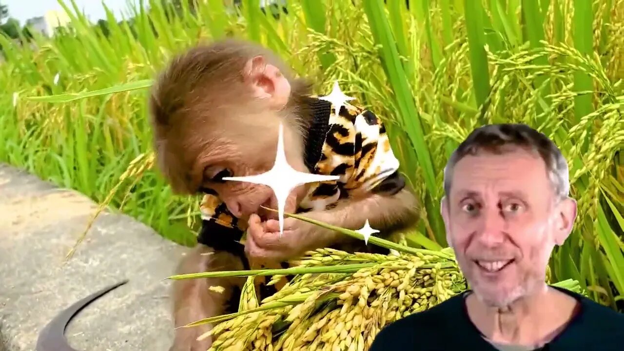 Smart baby monkeys go to harvest rice to raise baby rabbits