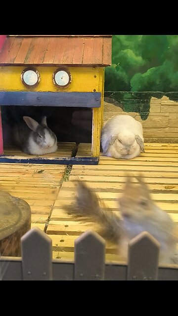 Energetic & Playful Squirrel: What Fuels His Energy?