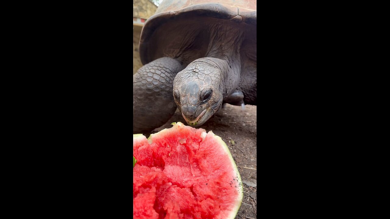 watermelon eating