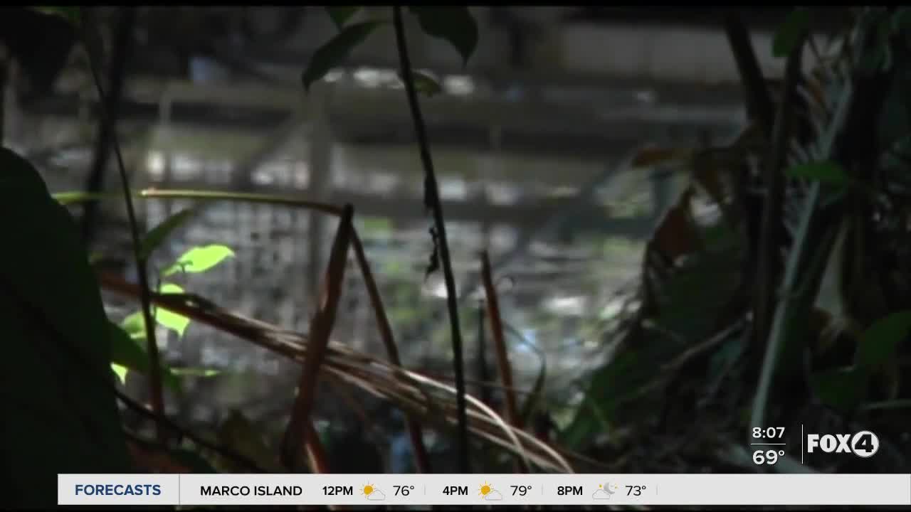 City of Fort Myers, environmental groups plan to work together to control creek contamination