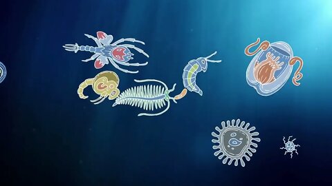 Ocean Animals for Kids | Learn all about the Animals and Plants that Live in the Ocean