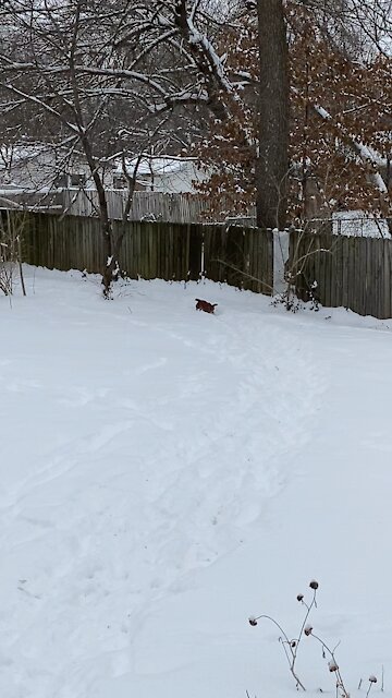 Little dog running in the snow.