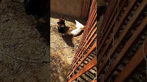 Dottie's dust bath #einsteinsbackyard #pitbulls #shortvideo #chickens #shorts #short #dustbath