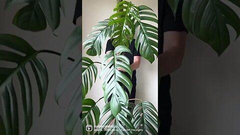 Shake it !!! #epipremnumpinnatum #shorts #houseplants #indoorplants