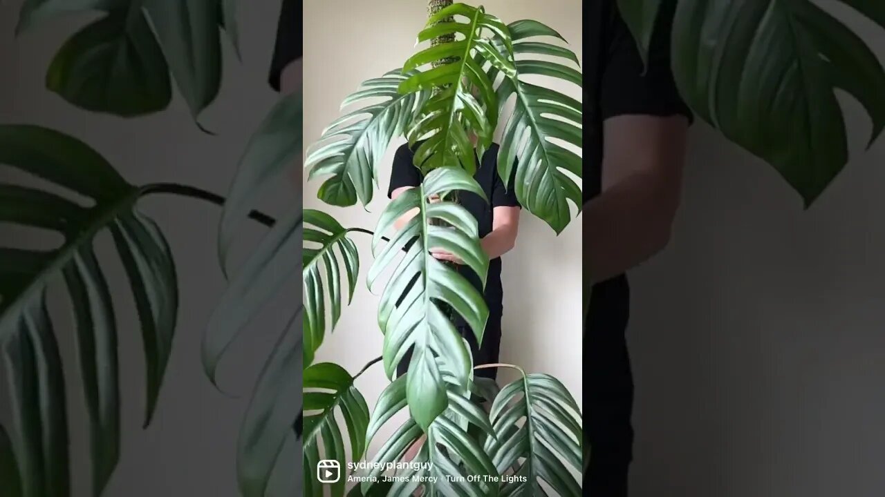 Shake it !!! #epipremnumpinnatum #shorts #houseplants #indoorplants