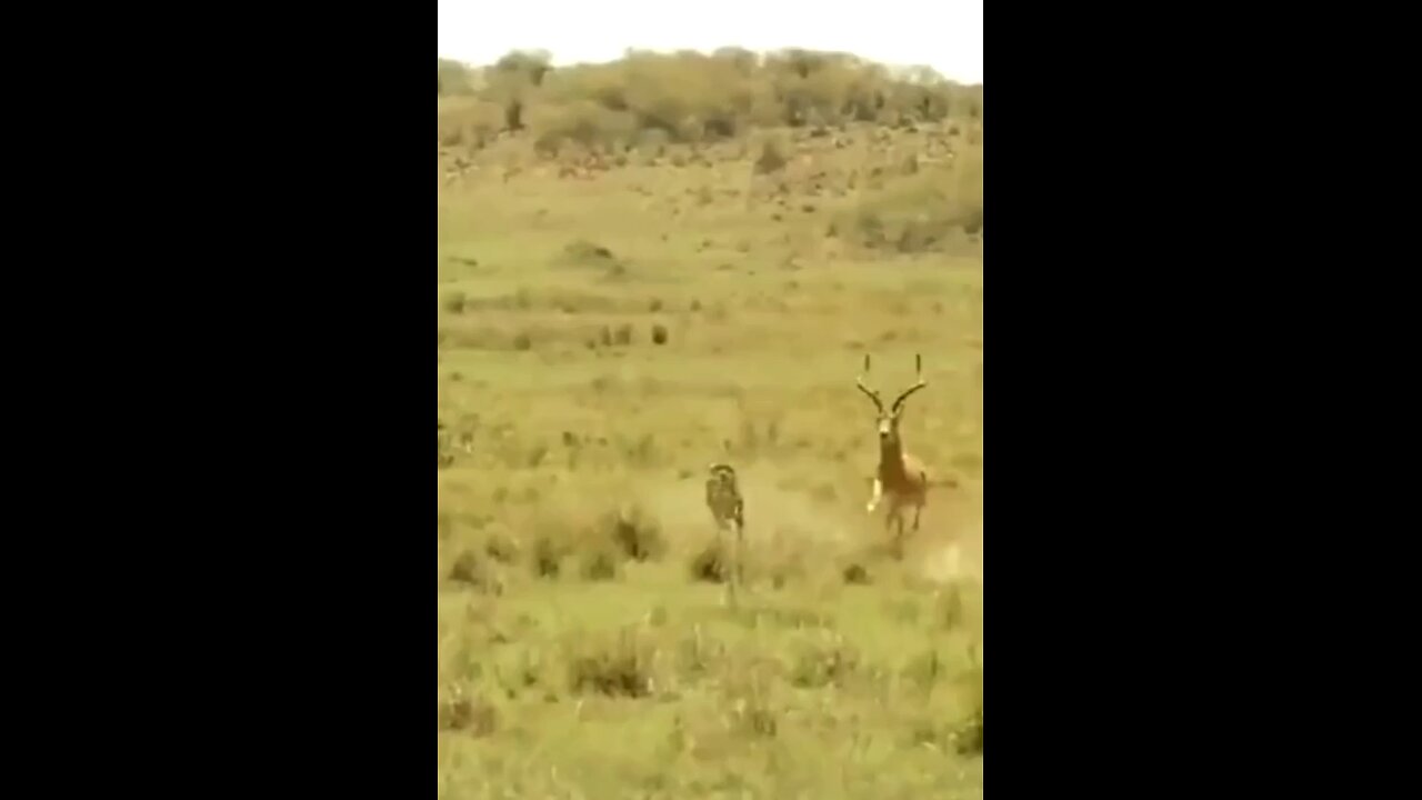 This chase 😱#wildlifemagictv #wildlife #life #magic #nature #animals #animalsworld #wildlifelove