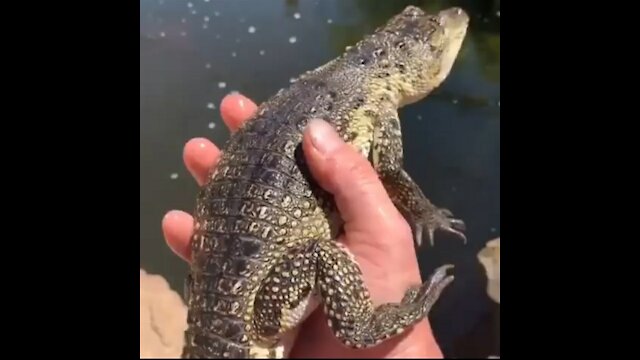 Crocodiles are one of the most ancient creatures on Earth.