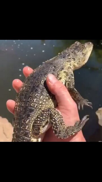 Crocodiles are one of the most ancient creatures on Earth.