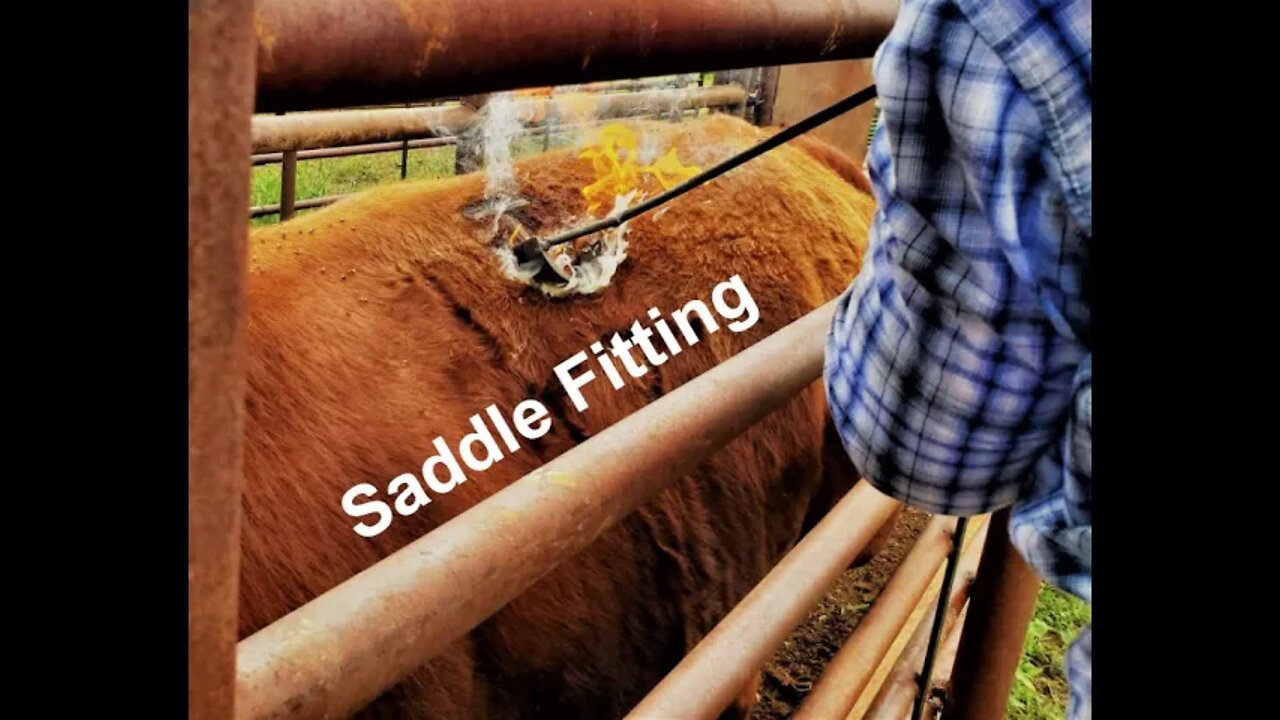 Saddle Fitting (In The Chute-Round 74)