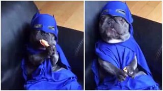 Este bulldog vestido de Batman vai alegrar o seu dia