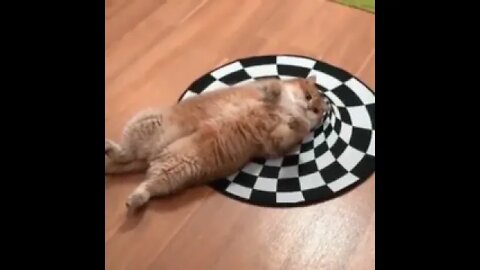 Cats are better at physics!