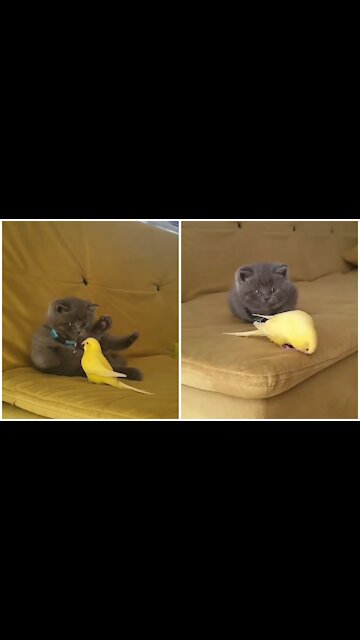 🔴The cat is afraid of a bird🐦🐯