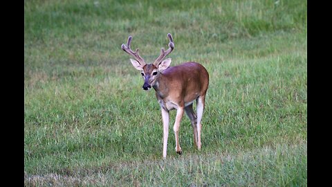 Texas Night Hogs & Deer Weekly 7/04/24