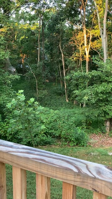 Mama and baby deer visiting…