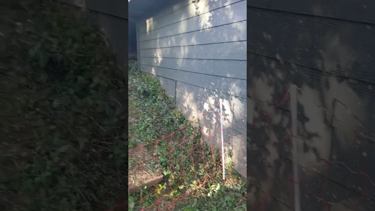Day 2 with Goats - The mini dwarf goats escaped . . . again; live under the deck for all I care.