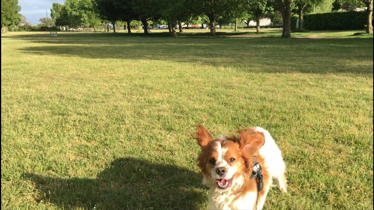 Happiest Dog In England