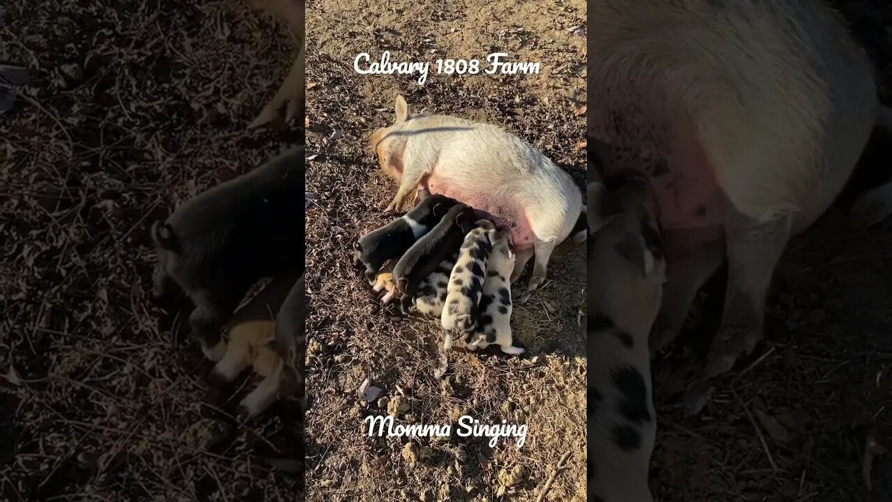 KuneKune sow sings to her piglets while they eat